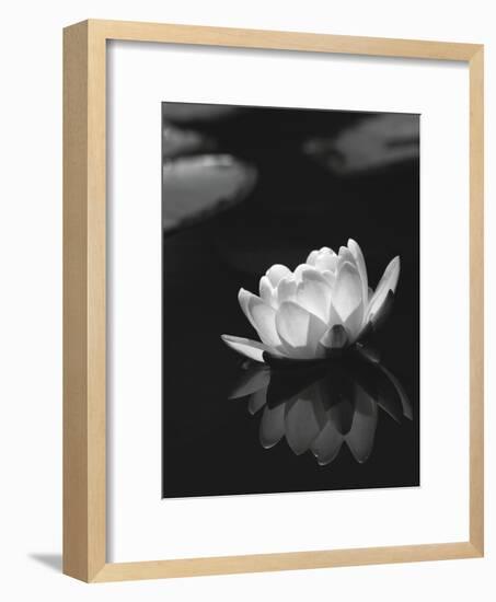 Water Lily BW-István Nagy-Framed Photographic Print