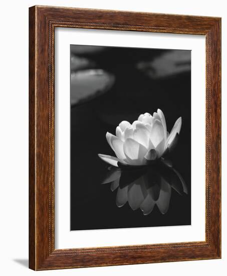 Water Lily BW-István Nagy-Framed Photographic Print