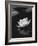 Water Lily BW-István Nagy-Framed Photographic Print