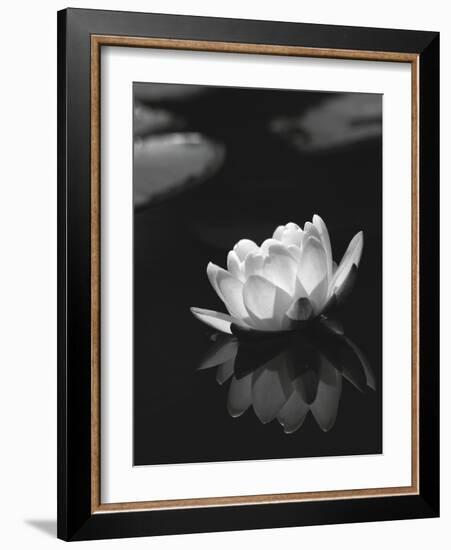 Water Lily BW-István Nagy-Framed Photographic Print