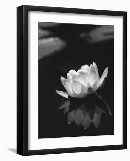 Water Lily BW-István Nagy-Framed Photographic Print