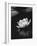 Water Lily BW-István Nagy-Framed Photographic Print