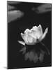 Water Lily BW-István Nagy-Mounted Photographic Print