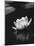 Water Lily BW-István Nagy-Mounted Photographic Print