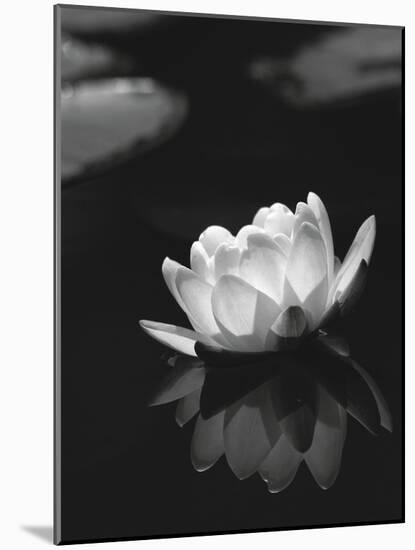 Water Lily BW-István Nagy-Mounted Photographic Print