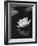 Water Lily BW-István Nagy-Framed Photographic Print