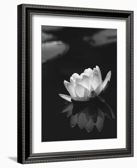 Water Lily BW-István Nagy-Framed Photographic Print