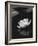 Water Lily BW-István Nagy-Framed Photographic Print