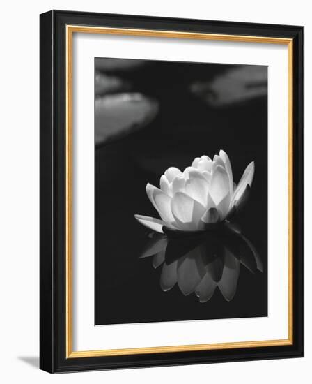 Water Lily BW-István Nagy-Framed Photographic Print