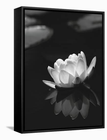 Water Lily BW-István Nagy-Framed Premier Image Canvas