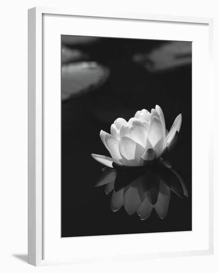 Water Lily BW-István Nagy-Framed Photographic Print