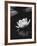 Water Lily BW-István Nagy-Framed Photographic Print