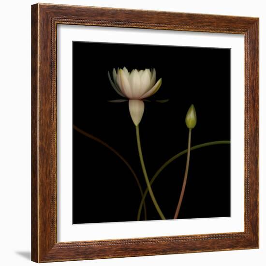 Water Lily D: Rising Water Lily-Doris Mitsch-Framed Photographic Print