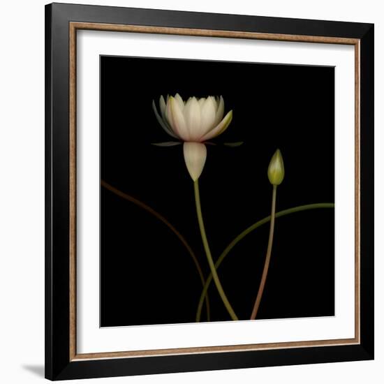 Water Lily D: Rising Water Lily-Doris Mitsch-Framed Photographic Print