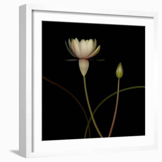 Water Lily D: Rising Water Lily-Doris Mitsch-Framed Photographic Print