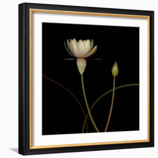 Water Lily D: Rising Water Lily-Doris Mitsch-Framed Photographic Print