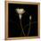 Water Lily D: Rising Water Lily-Doris Mitsch-Framed Premier Image Canvas