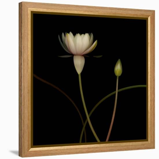 Water Lily D: Rising Water Lily-Doris Mitsch-Framed Premier Image Canvas