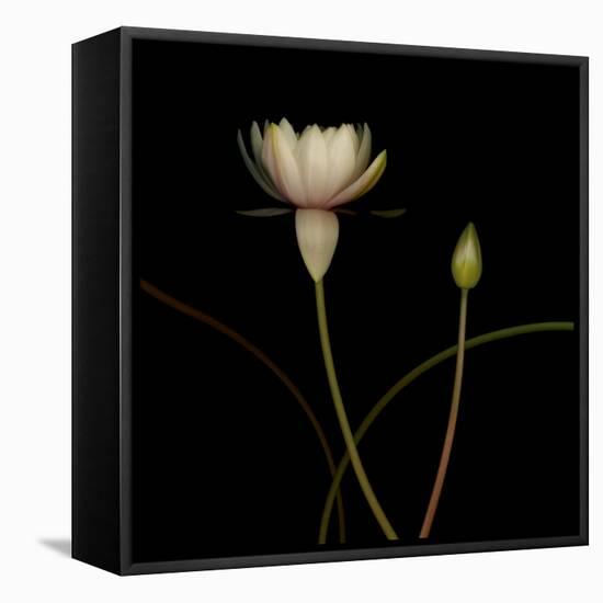 Water Lily D: Rising Water Lily-Doris Mitsch-Framed Premier Image Canvas