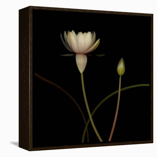 Water Lily D: Rising Water Lily-Doris Mitsch-Framed Premier Image Canvas