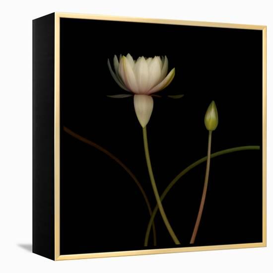 Water Lily D: Rising Water Lily-Doris Mitsch-Framed Premier Image Canvas