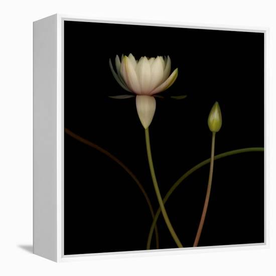 Water Lily D: Rising Water Lily-Doris Mitsch-Framed Premier Image Canvas