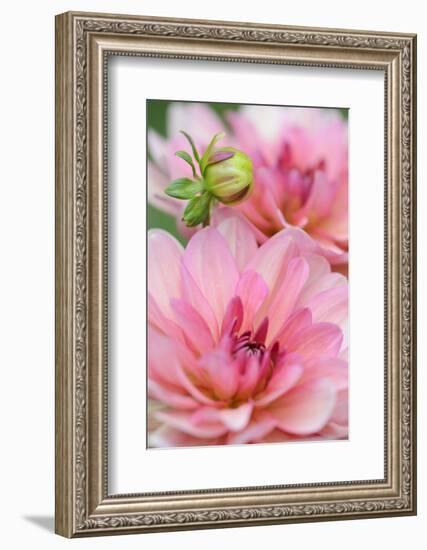 Water Lily - Dahlia, Dahlia X Hoard Sis 'Sourir De Crozon', Blossoms, Bud, Close-Up-Andreas Keil-Framed Photographic Print