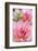 Water Lily - Dahlia, Dahlia X Hoard Sis 'Sourir De Crozon', Blossoms, Bud, Close-Up-Andreas Keil-Framed Photographic Print