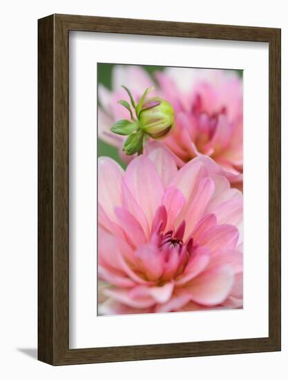 Water Lily - Dahlia, Dahlia X Hoard Sis 'Sourir De Crozon', Blossoms, Bud, Close-Up-Andreas Keil-Framed Photographic Print