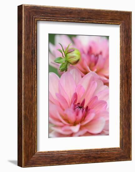 Water Lily - Dahlia, Dahlia X Hoard Sis 'Sourir De Crozon', Blossoms, Bud, Close-Up-Andreas Keil-Framed Photographic Print