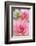 Water Lily - Dahlia, Dahlia X Hoard Sis 'Sourir De Crozon', Blossoms, Bud, Close-Up-Andreas Keil-Framed Photographic Print