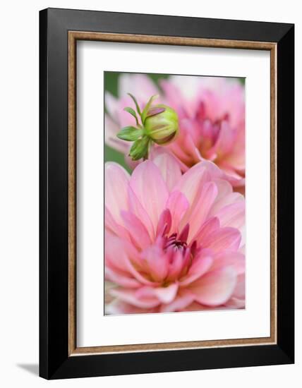 Water Lily - Dahlia, Dahlia X Hoard Sis 'Sourir De Crozon', Blossoms, Bud, Close-Up-Andreas Keil-Framed Photographic Print