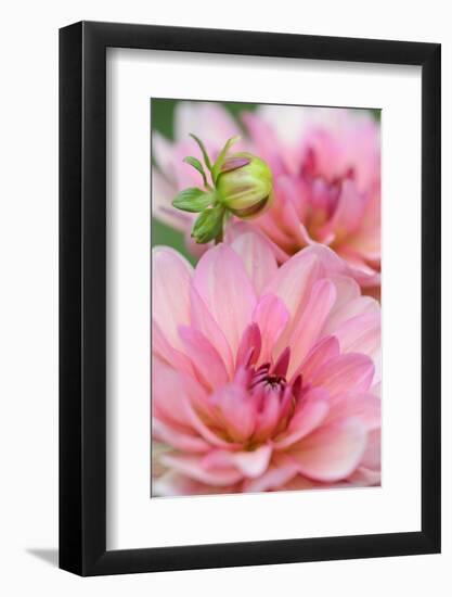 Water Lily - Dahlia, Dahlia X Hoard Sis 'Sourir De Crozon', Blossoms, Bud, Close-Up-Andreas Keil-Framed Photographic Print