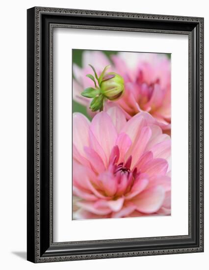 Water Lily - Dahlia, Dahlia X Hoard Sis 'Sourir De Crozon', Blossoms, Bud, Close-Up-Andreas Keil-Framed Photographic Print