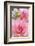 Water Lily - Dahlia, Dahlia X Hoard Sis 'Sourir De Crozon', Blossoms, Bud, Close-Up-Andreas Keil-Framed Photographic Print