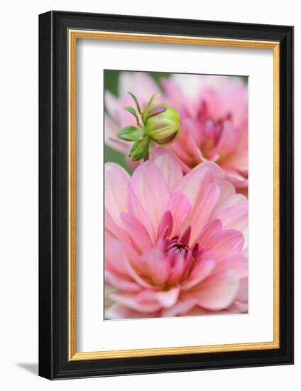 Water Lily - Dahlia, Dahlia X Hoard Sis 'Sourir De Crozon', Blossoms, Bud, Close-Up-Andreas Keil-Framed Photographic Print