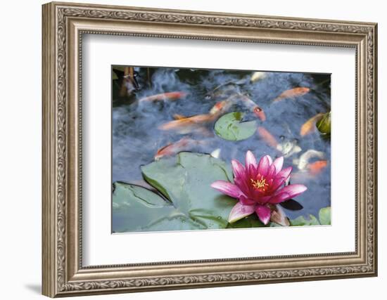 Water Lily Flower Blooming in Koi Pond-jpldesigns-Framed Photographic Print