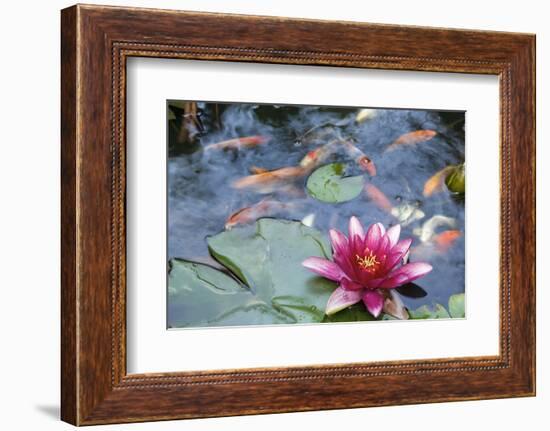 Water Lily Flower Blooming in Koi Pond-jpldesigns-Framed Photographic Print