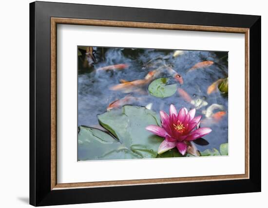 Water Lily Flower Blooming in Koi Pond-jpldesigns-Framed Photographic Print