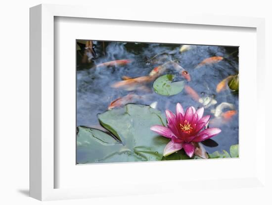 Water Lily Flower Blooming in Koi Pond-jpldesigns-Framed Photographic Print