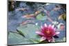 Water Lily Flower Blooming in Koi Pond-jpldesigns-Mounted Photographic Print