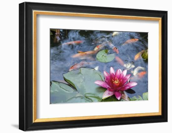 Water Lily Flower Blooming in Koi Pond-jpldesigns-Framed Photographic Print