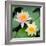 Water Lily Flowers I-Laura DeNardo-Framed Photographic Print