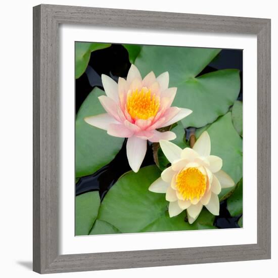 Water Lily Flowers I-Laura DeNardo-Framed Photographic Print