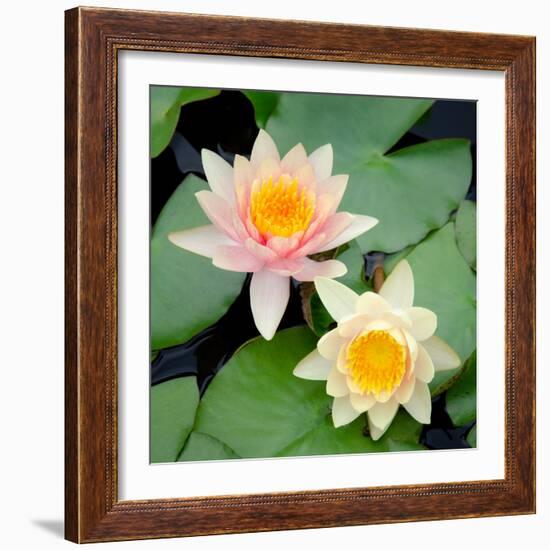 Water Lily Flowers I-Laura DeNardo-Framed Photographic Print