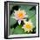 Water Lily Flowers I-Laura DeNardo-Framed Photographic Print