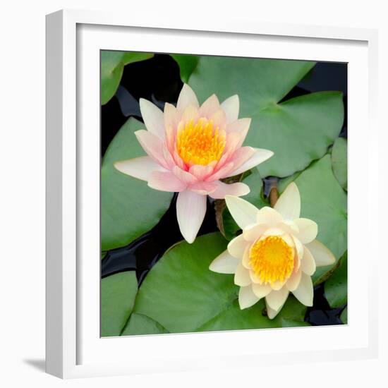 Water Lily Flowers I-Laura DeNardo-Framed Photographic Print