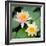 Water Lily Flowers I-Laura DeNardo-Framed Photographic Print