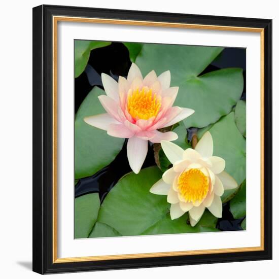 Water Lily Flowers I-Laura DeNardo-Framed Photographic Print