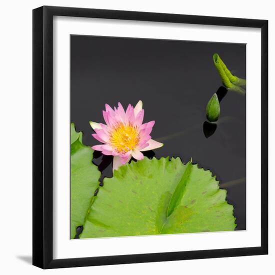 Water Lily Flowers II-Laura DeNardo-Framed Photographic Print